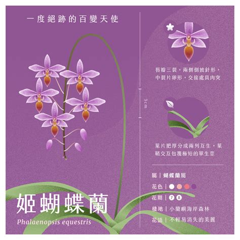 華寓意|116種花語介紹，最完整花語大全